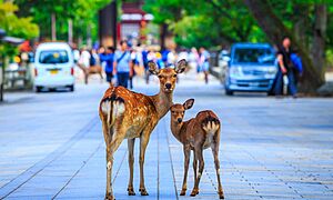 奈良公園の鹿～千年の歴史、なぜいる？接し方は？種類など豆知識をご紹介！