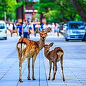 奈良公園の鹿~千年の歴史、なぜいる?接し方は?種類など豆知識をご紹介!