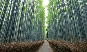 【京都観光】早朝に行きたい！オススメ観光・朝ごはんスポット18選