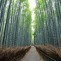 【京都観光】早朝に行きたい!オススメ観光・朝ごはんスポット18選
