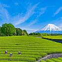 【静岡県】1泊2日モデルコース!人気観光・グルメスポットをご紹介