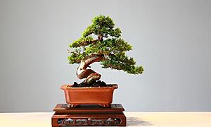 盆栽とは？種類や歴史、育てる時のポイント、初心者にオススメの盆栽までご紹介