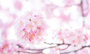 春一番って何？発祥の裏には海難事故があった！？
