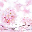 春一番って何?発祥の裏には海難事故があった!?