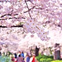 お花見の由来とは?全国の桜の名所とおおよその開花時期をご紹介!