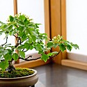 はじめての盆栽~盆栽の始め方・作り方【初心者必見】