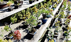 盆栽の土は市販の盆栽用土を使いましょう！