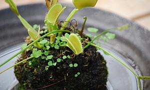 苔盆栽とは？作り方や育て方をご紹介！