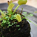 苔盆栽とは?作り方や育て方をご紹介!