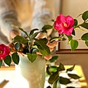 華道(生け花)池坊のお免状とは? 費用やお礼、資格・階級について解説!