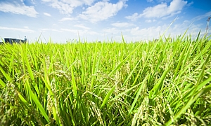 8月1日（八月朔日）の「八朔」とは？～京都の夏の風物詩、祇園の「八朔」～