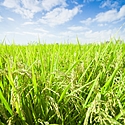 8月1日(八月朔日)の「八朔」とは?~京都の夏の風物詩、祇園の「八朔」~