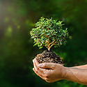 盆栽の植え替えのやり方~時期や方法を動画付きで解説!~