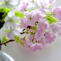 桜盆栽の種類と特徴・育て方