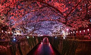 観光