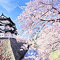 【弘前城】歴史や季節の見どころ、観光情報を徹底解説!