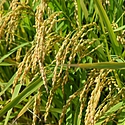風祭(風まつり)とは?時期や目的を解説!各地に残る風神信仰