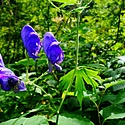 狂言「附子(ぶす)」のあらすじと見どころは?教科書でもお馴染みの物語