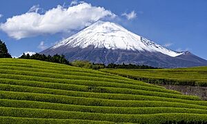 静岡県の伝統的工芸品一覧