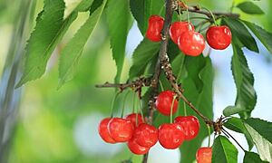 山形県の伝統的工芸品一覧
