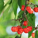 山形県の伝統的工芸品一覧