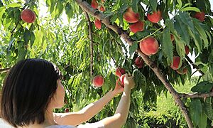 福島県の伝統的工芸品一覧