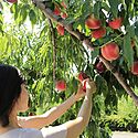福島県の伝統的工芸品一覧