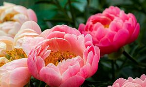 世阿弥の名言「秘すれば花」とは？『風姿花伝』や意味についてご紹介！