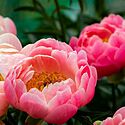 世阿弥の名言「秘すれば花」とは?『風姿花伝』や意味についてご紹介!