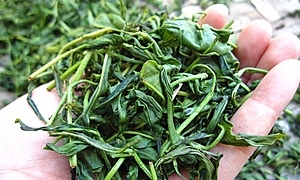 日本茶の主な製造工程（お茶ができるまで）