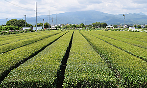 日本茶の主要産地と各地のお茶