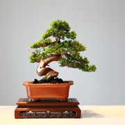 盆栽